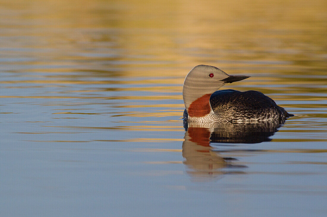 Red-throated Loon