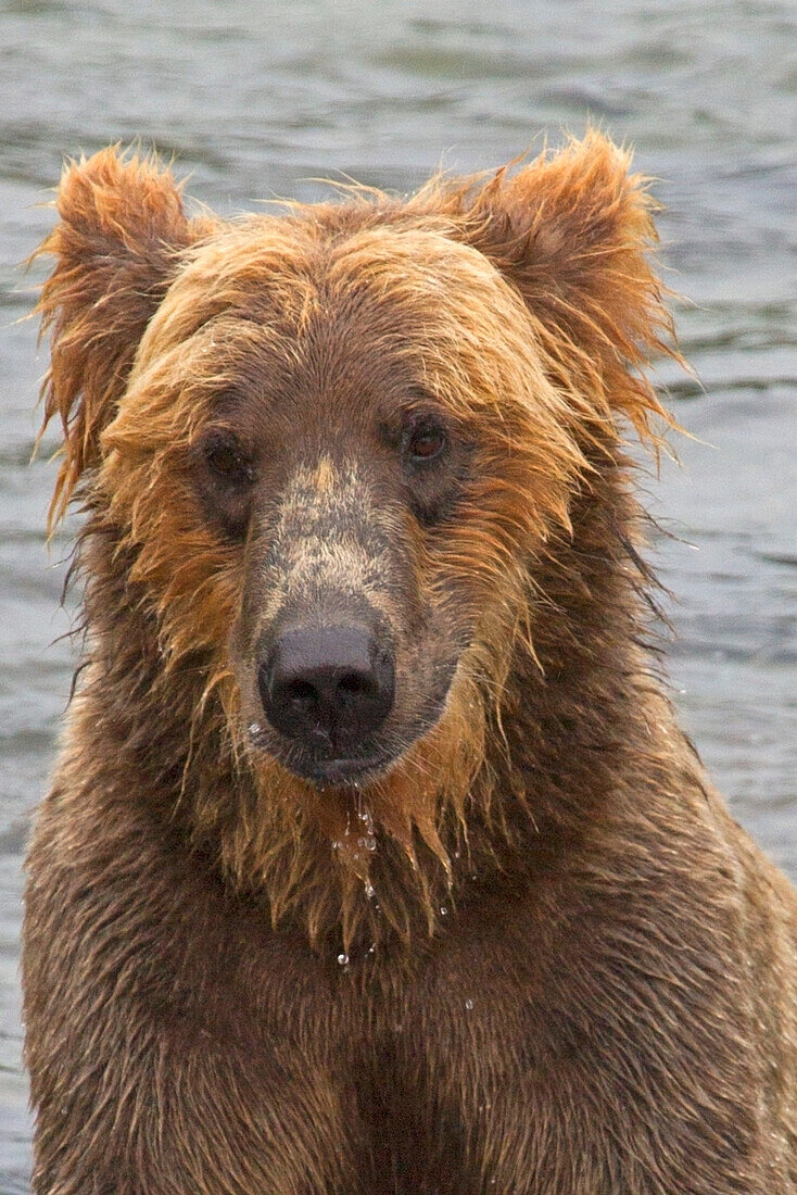 USA, Alaska, Katmai. Wet grizzly bear face.