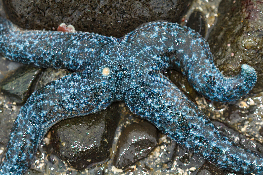 USA, Alaska. A blue sea star with four arms.
