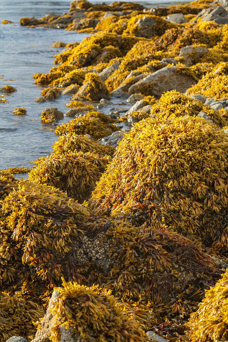 USA, Alaska. Kelp covers rocks along the shore at low tide.