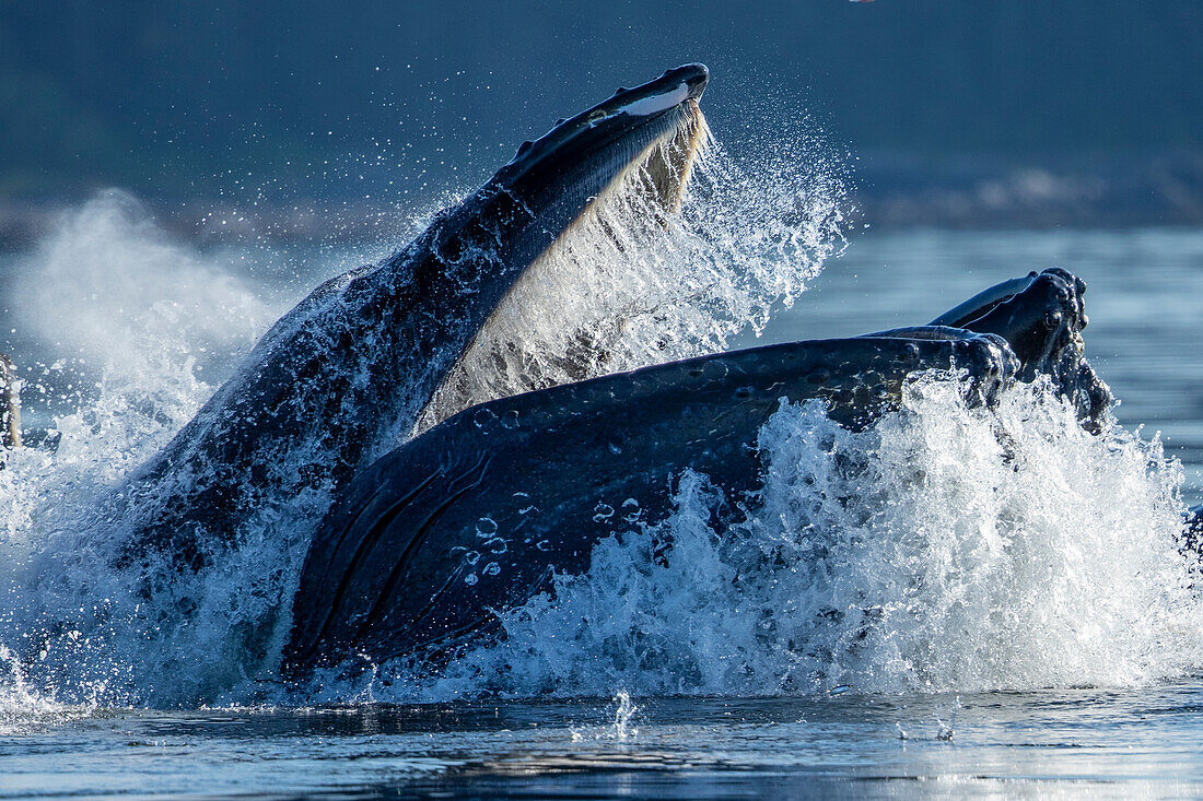 USA, Alaska, Humpback Whale (Megaptera novaeangliae) surfaces while bubble net feeding in Frederick Sound on summer afternoon