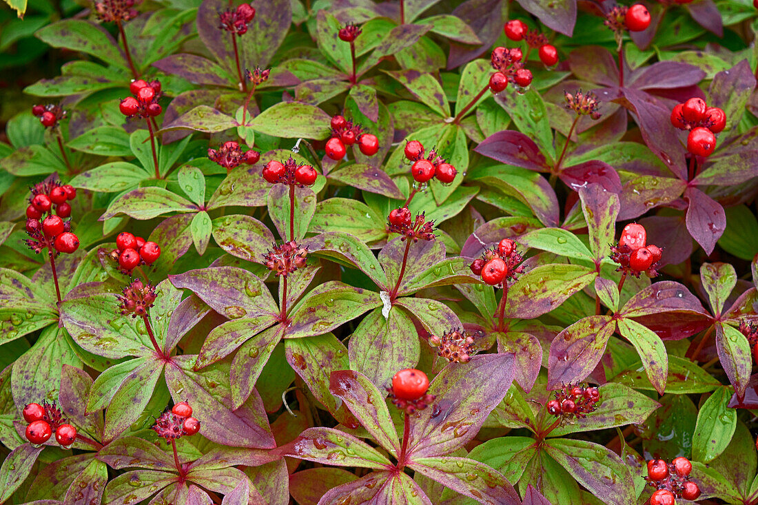 USA, Alaska, Hatchers Pass, Traubenbeere (Cornus Canadensis)