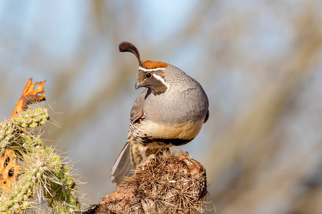 USA, Arizona, Amado. Male Gambel's quail close-up