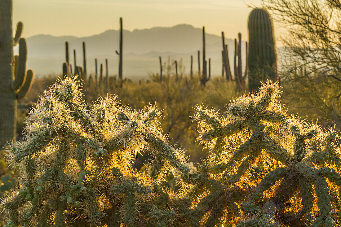 USA, Arizona, Tucson Mountain Park. Hinterleuchteter Cholla-Kaktus in der Sonoran-Wüste