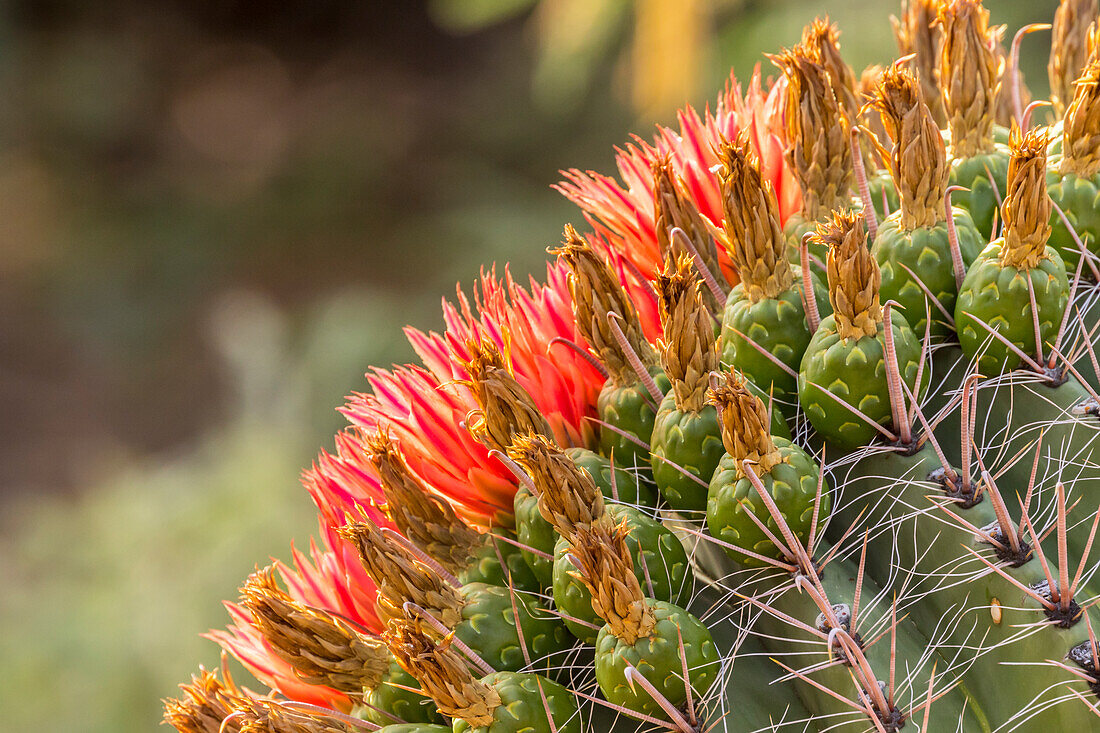 USA, Arizona, Santa Cruz Grafschaft. Trommelkaktusblüten in Nahaufnahme