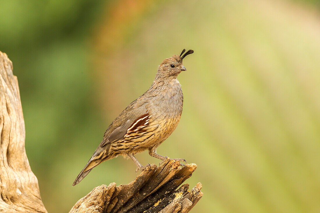 USA, Arizona, Santa Cruz County. Gambel's quail female on stump