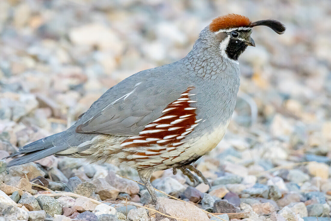 USA, Arizona, Lake Havasu City. Männliche Gambel's Wachtel Nahaufnahme