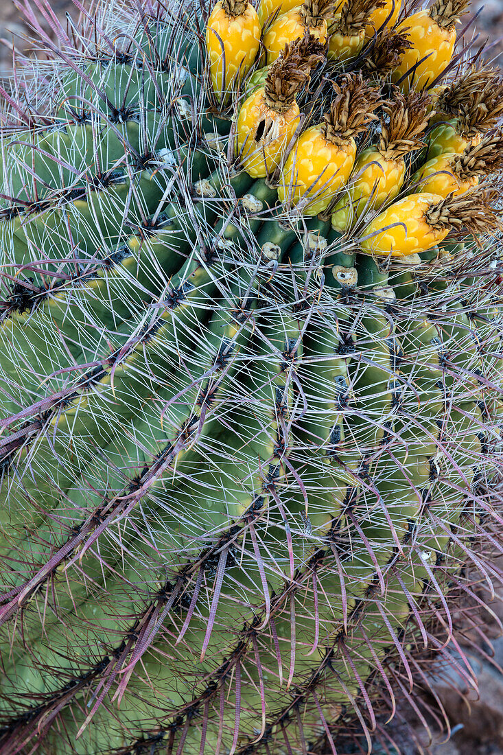 Barrel Cactus mit Früchten im Frühjahr im Saguaro National Park in Tucson, Arizona, USA (Großformat verfügbar)