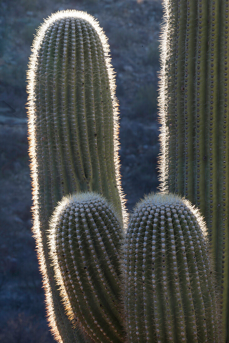 USA, Arizona, Catalina State Park, Saguaro-Kaktus, Carnegiea gigantea. Details eines riesigen Saguaro-Kaktus mit Hintergrundbeleuchtung, die die Stacheln hervorhebt.