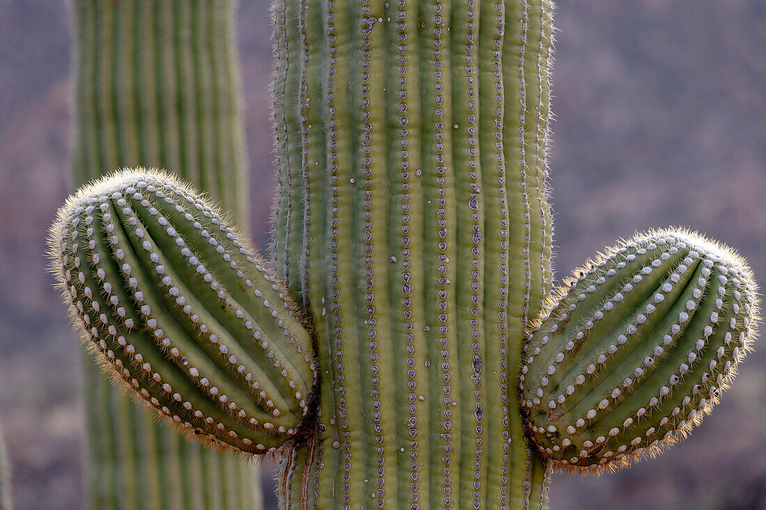 USA, Arizona, Catalina State Park, Saguaro-Kaktus, Carnegiea gigantea. Neue Gliedmaßen des Riesensaguaro-Kaktus beginnen mit Knospen, die aus einem älteren Arm wachsen.