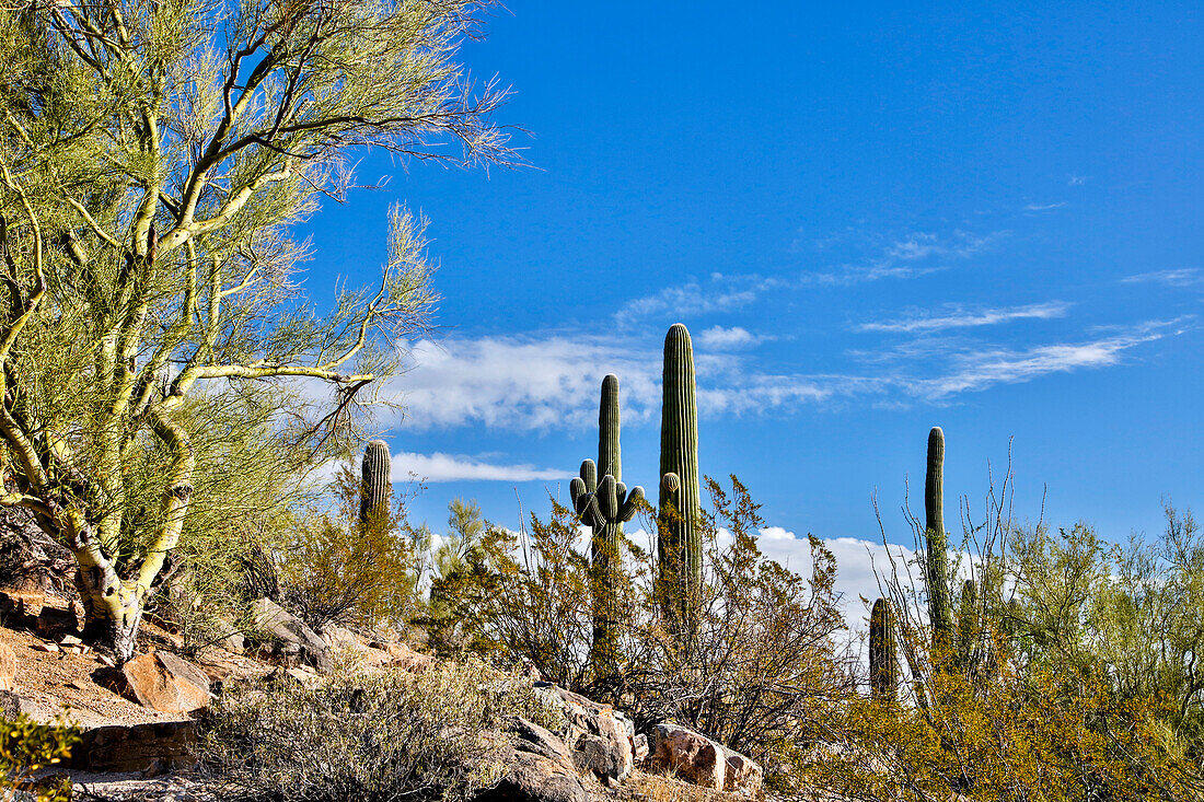 USA, Arizona, Tucson, Path through the Cactus