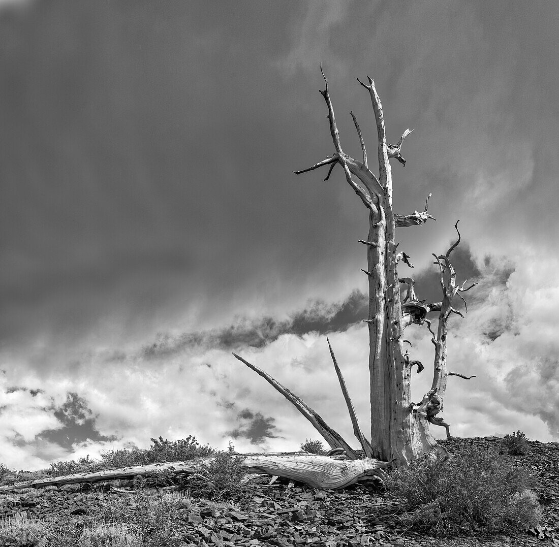 USA, Eastern Sierra, White Mountains, bristlecone pines