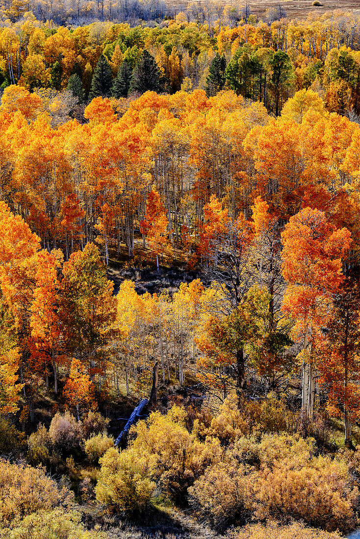 USA, Lee Vining, California. Conway Pass, Mono County.