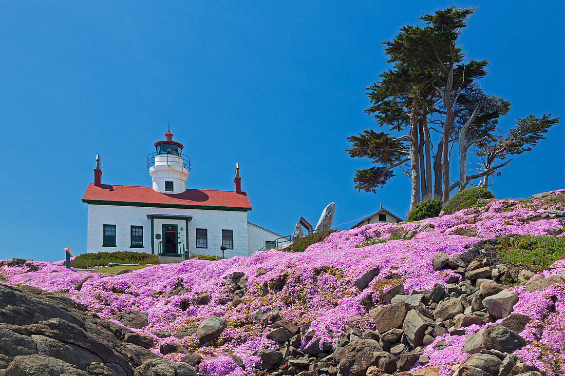 California, Crescent City, Battery Point Lighthouse, Ice Plants in full bloom