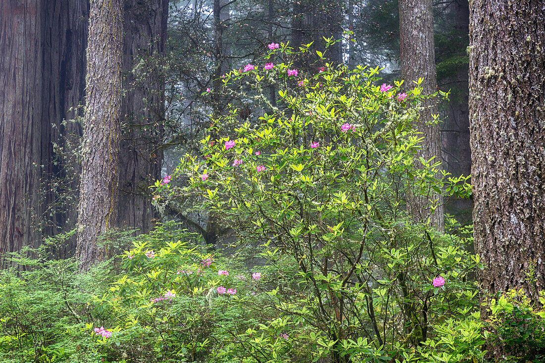 Kalifornien, Del Norte Coast Redwoods State Park, Mammutbäume mit Rhododendren