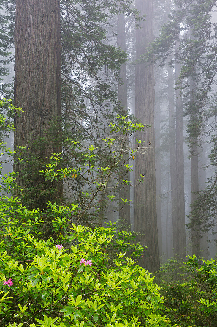 Kalifornien, Del Norte Coast Redwoods State Park, Mammutbäume mit Rhododendren