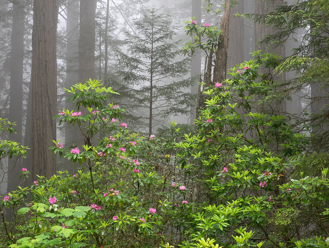 Kalifornien, Del Norte Coast Redwoods State Park, Mammutbäume mit Rhododendren