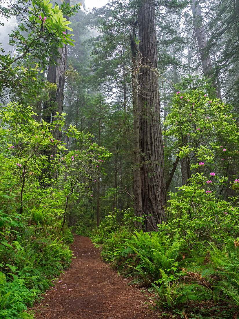 Kalifornien, Del Norte Coast Redwoods State Park, Mammutbäume und Rhododendren entlang des Weges