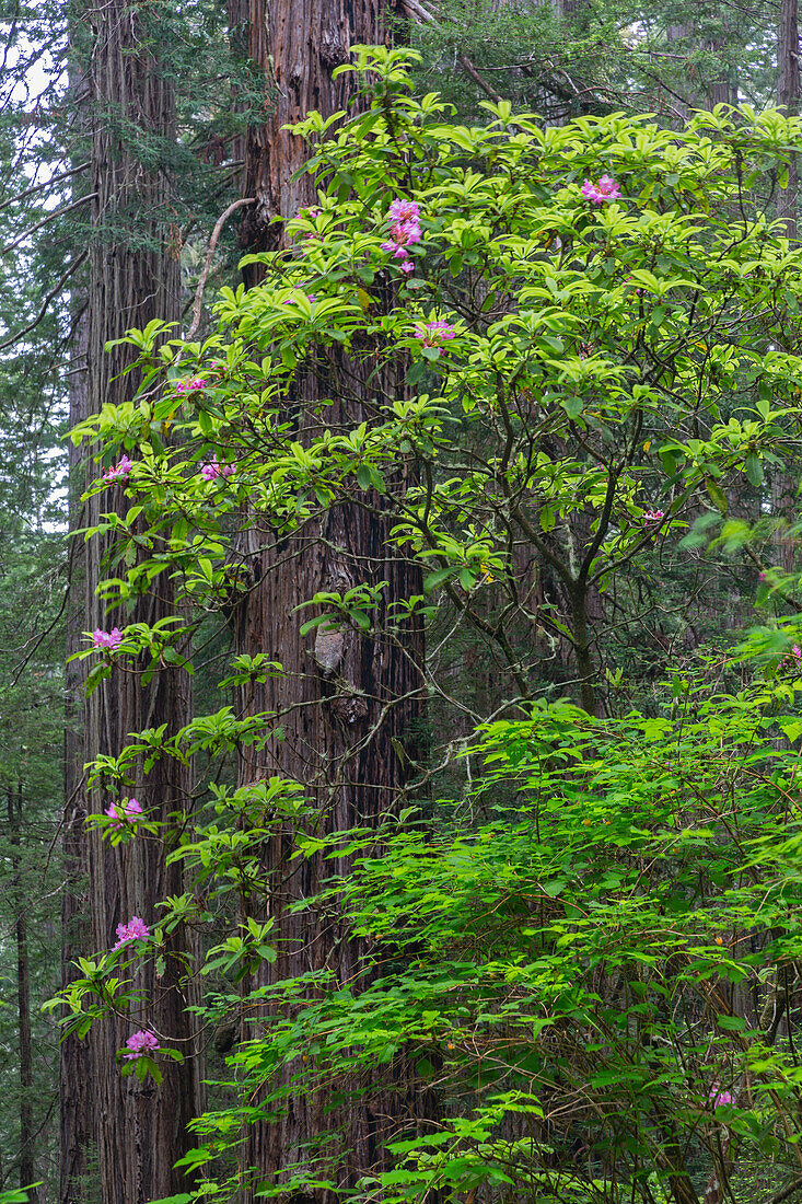 California, Del Norte Coast Redwoods State Park, Redwood trees and rhododendrons