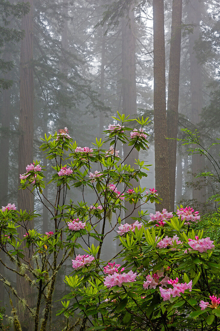 California, Redwood National Park, Lady Bird Johnson Grove, redwood trees with rhododendrons