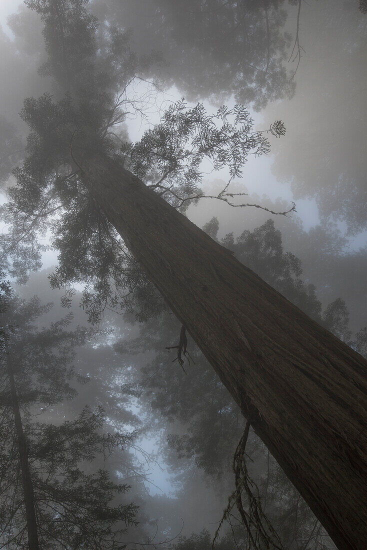 USA, Kalifornien. Sonnenlicht strömt durch hohe Äste im Frühnebel, Redwood National Park