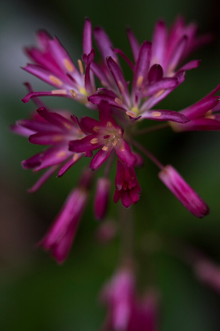 USA, California. Clintonia (Clintonia andrewsiana) detail, Redwood National Park