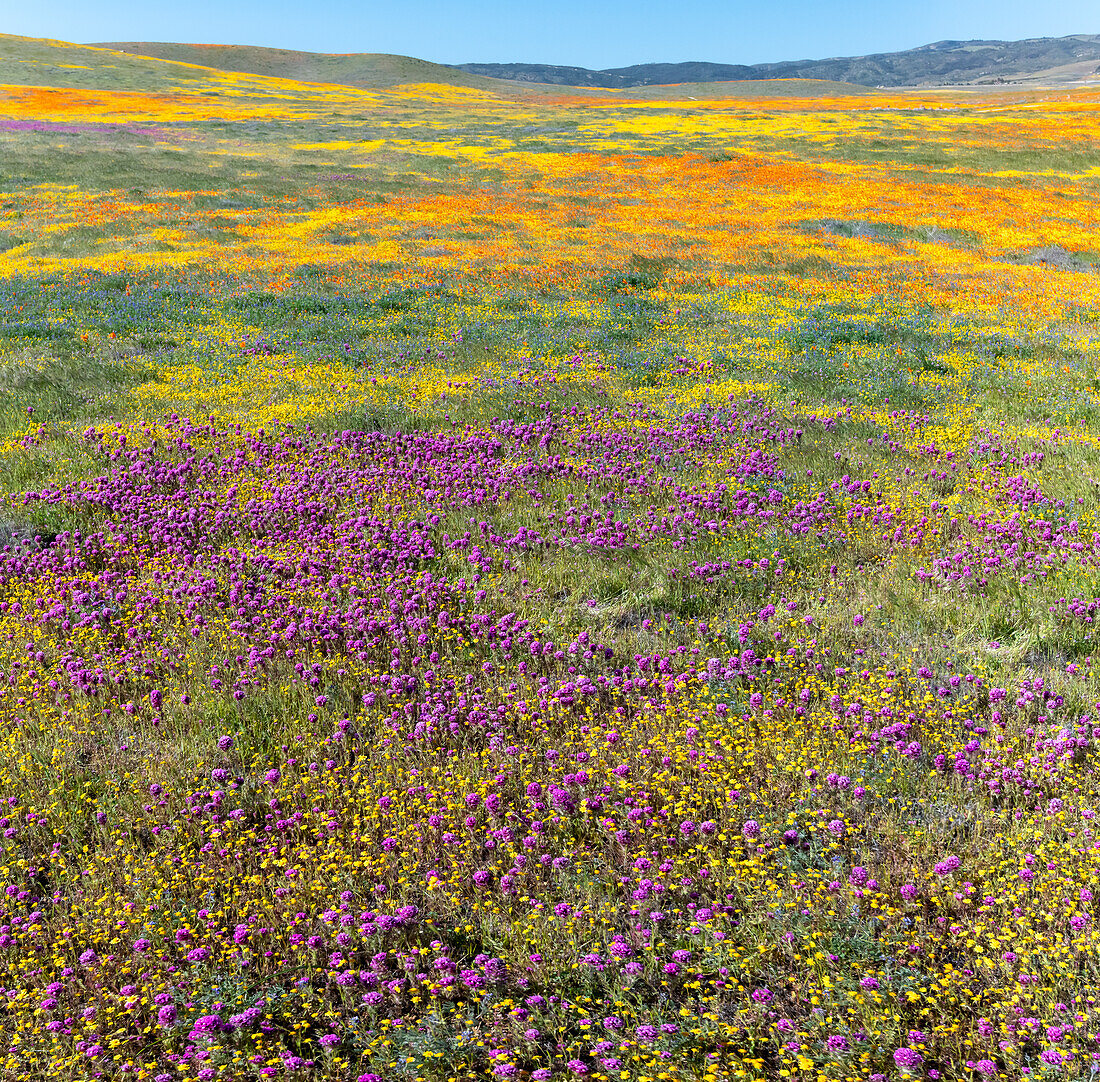 USA, Kalifornien. Felder mit Kalifornischem Mohn, Goldfelder, Eulenklee, Antelope Valley, Kalifornisches Mohnreservat.