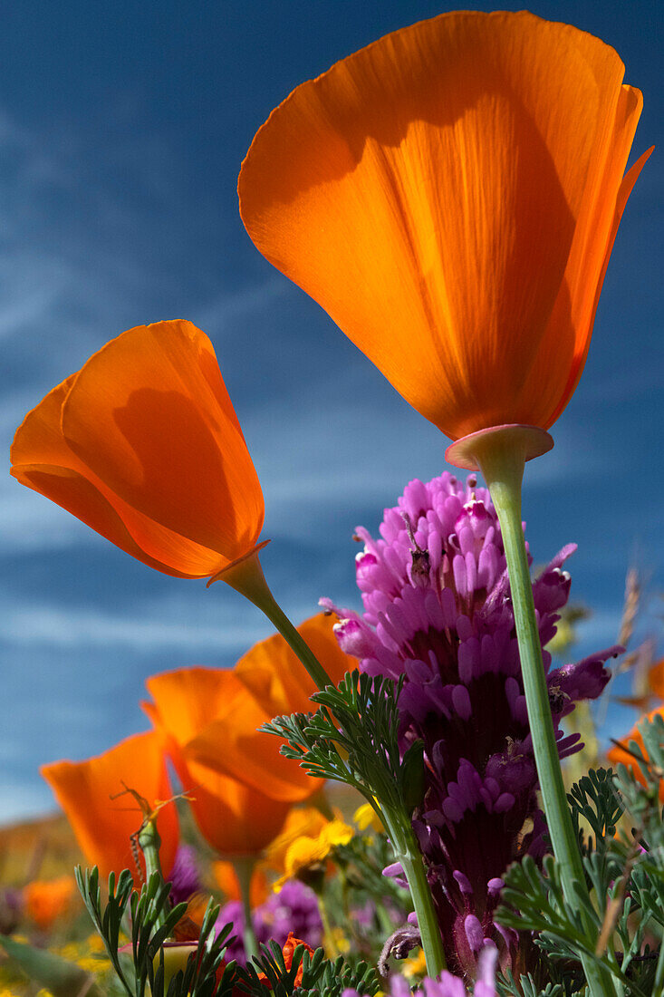 USA, California. California Poppy, Goldfields, and Owl's Clover, Antelope Valley California Poppy Reserve.