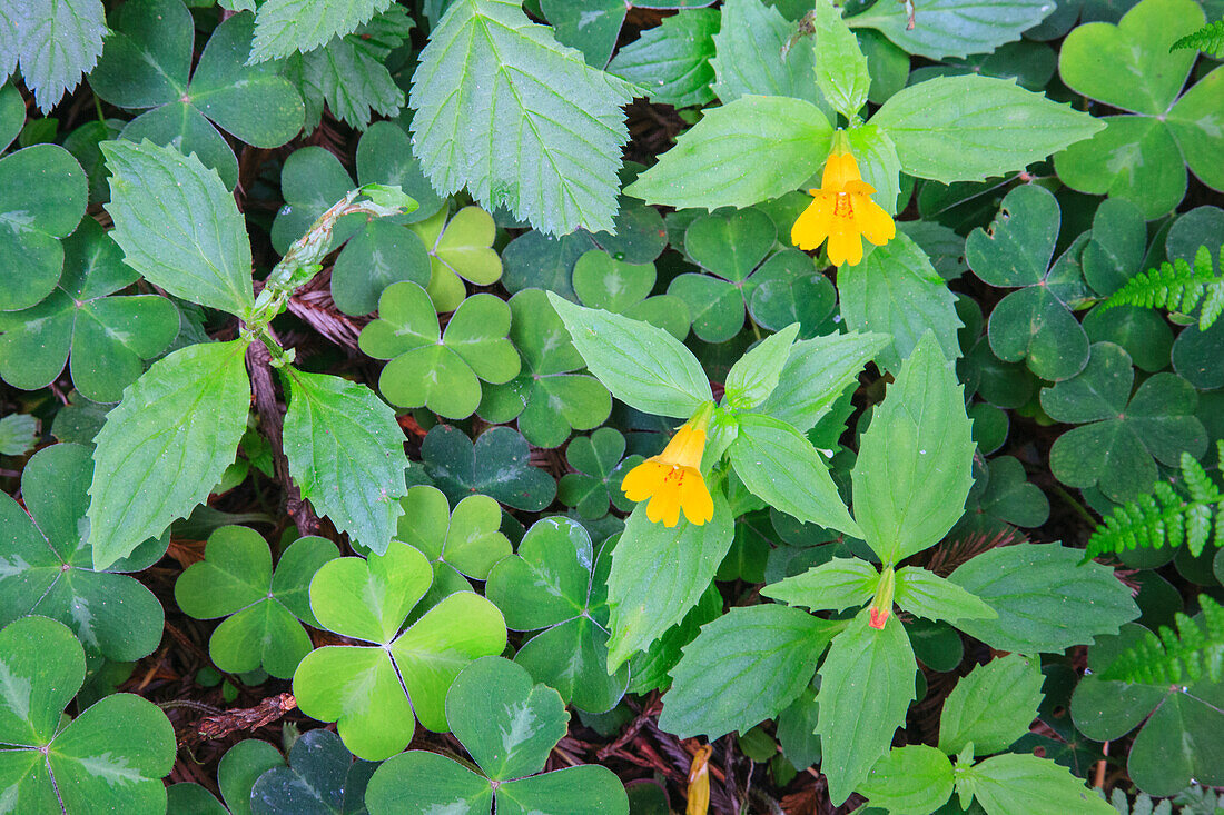 Monkey flowers growing wild in Redwood National Park. They were named as such because flowers look like a monkey face.