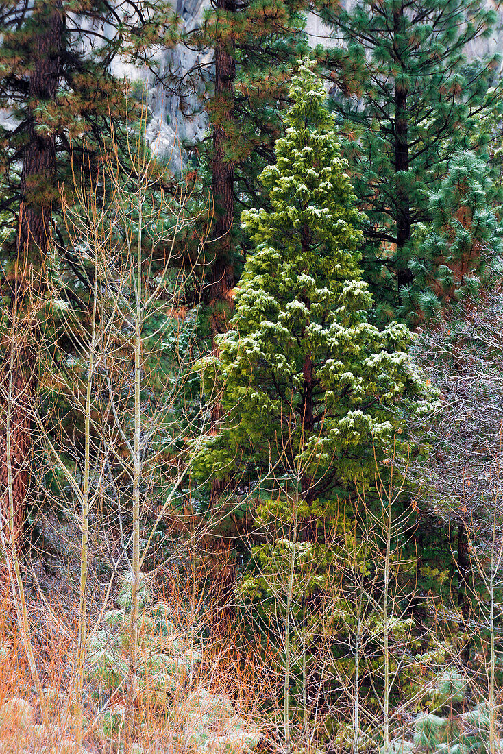 Mixed forest in winter, Yosemite Valley, Yosemite National Park, California, USA