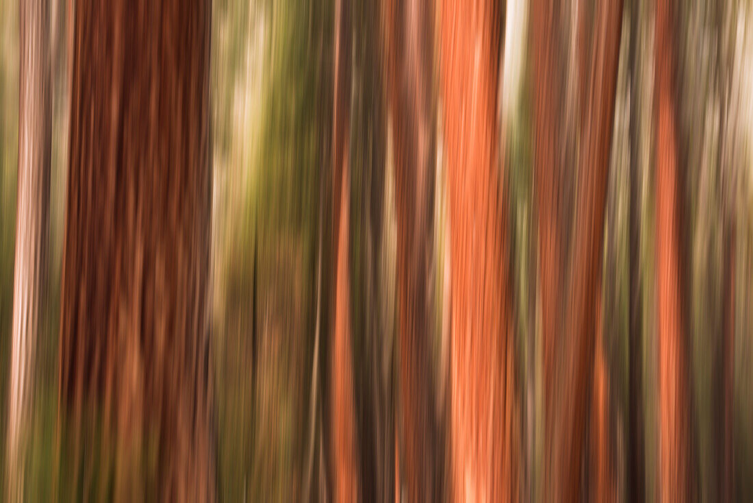 Forest abstract, Yosemite Valley, Yosemite National Park, California, USA