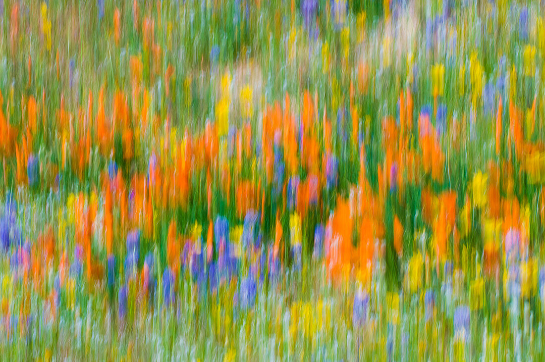 Wildblumenauszug, Tehachapi Mountains, Angeles National Forest, Kalifornien, USA