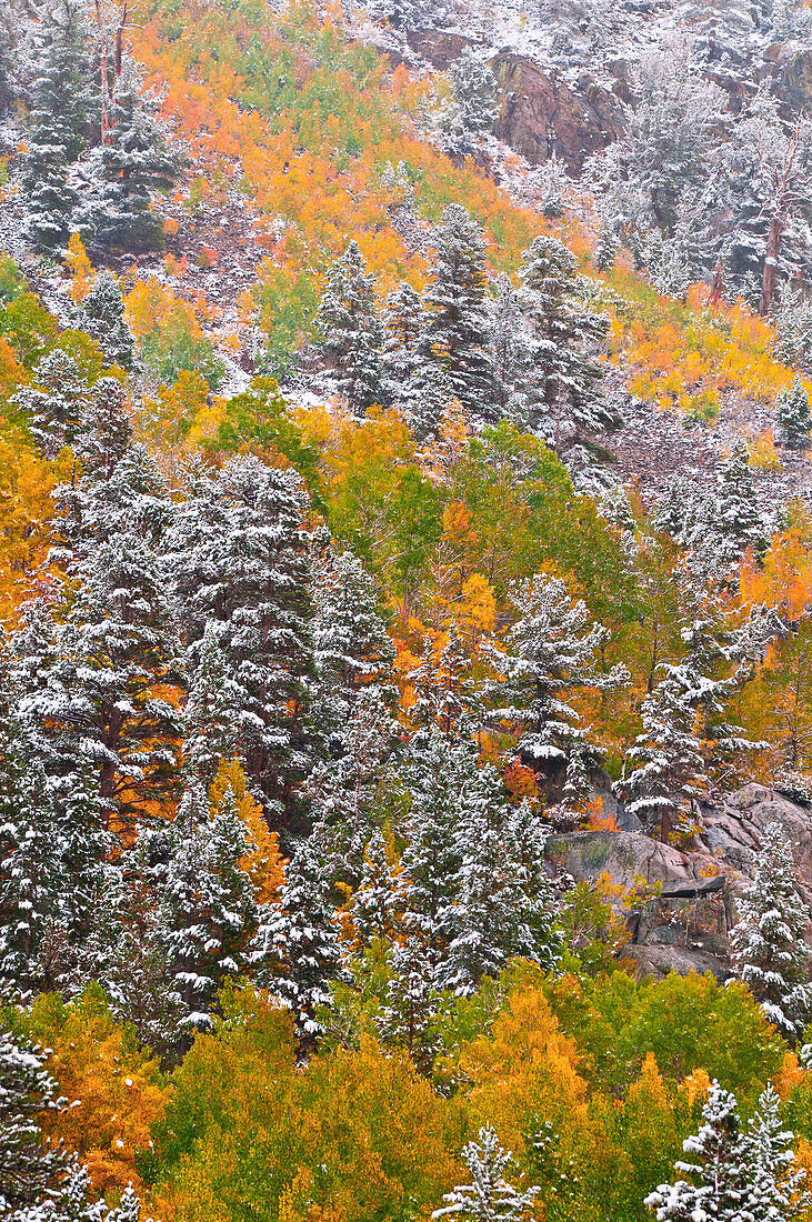 Neuschnee auf Espen und Kiefern entlang des Bishop Creek, Inyo National Forest, Sierra Nevada Mountains, Kalifornien, USA