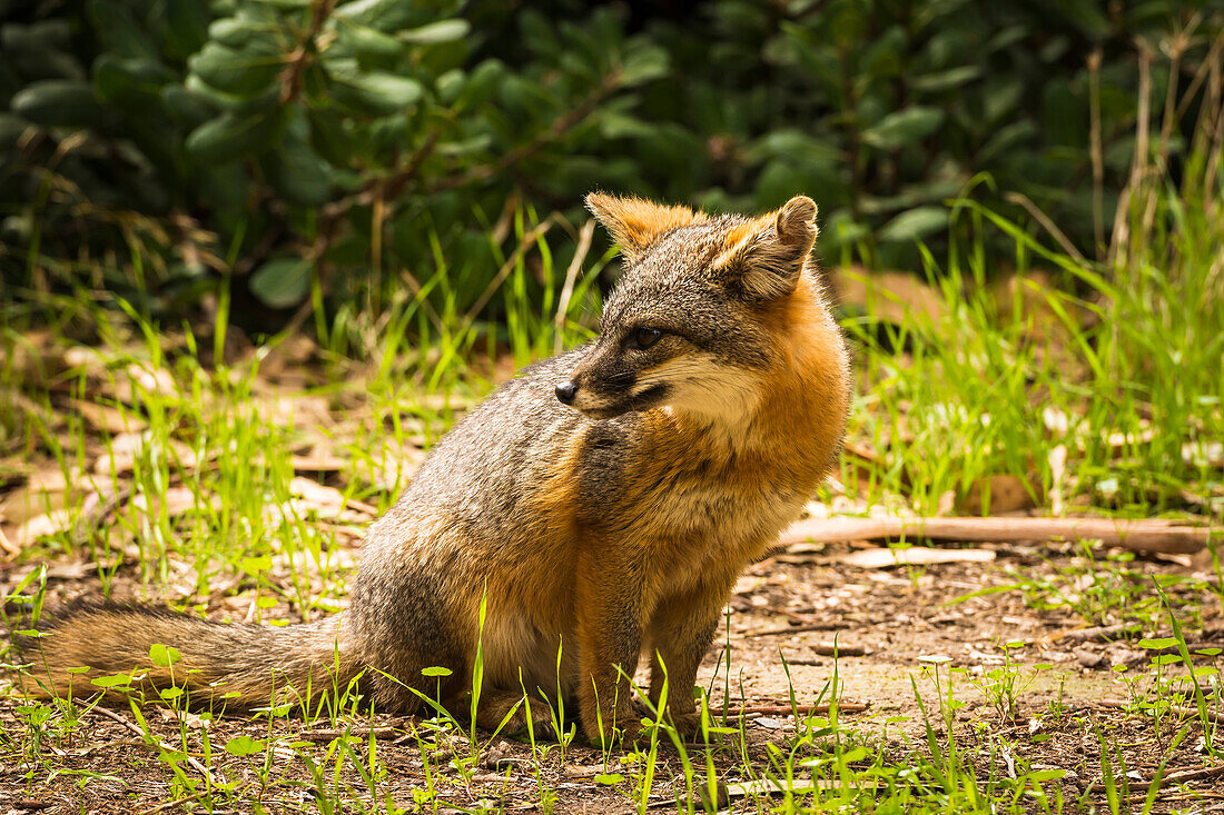 Inselfuchs (Urocyon littoralis), Santa Cruz Island, Channel Islands National Park, Kalifornien, USA