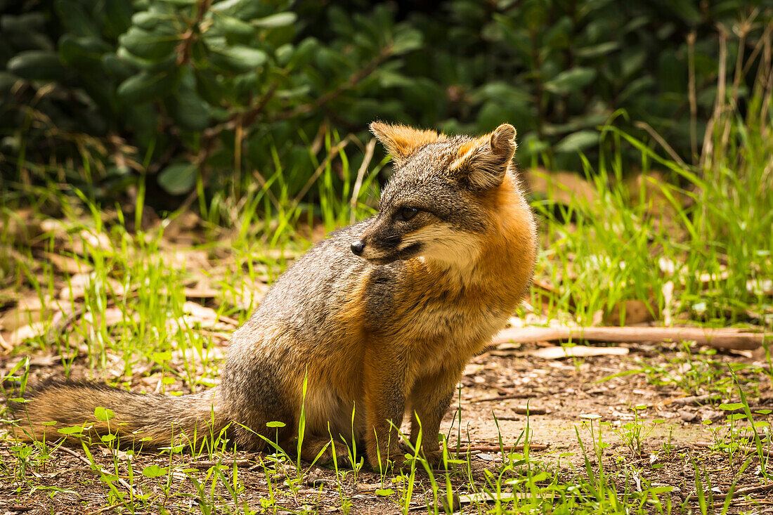 Island fox (Urocyon littoralis), Santa Cruz Island, Channel Islands National Park, California, USA