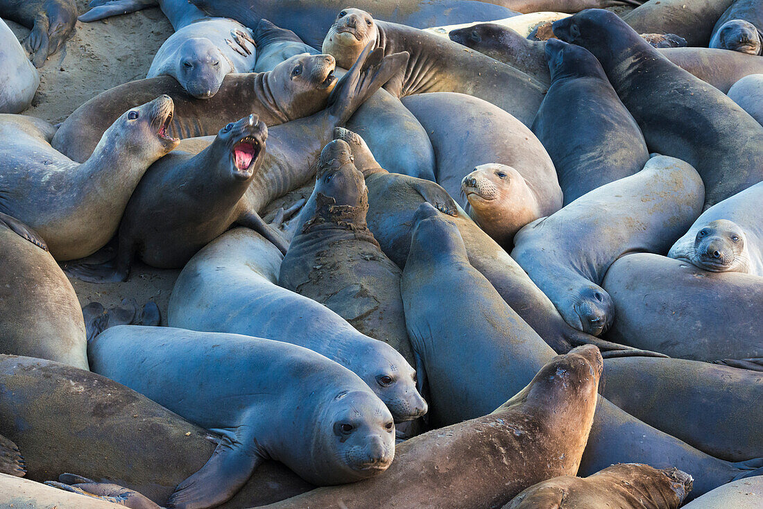 Northern elephant seals (Mirounga angustirostris) at Piedras Blancas Elephant Seal Rookery, San Simeon, California, USA