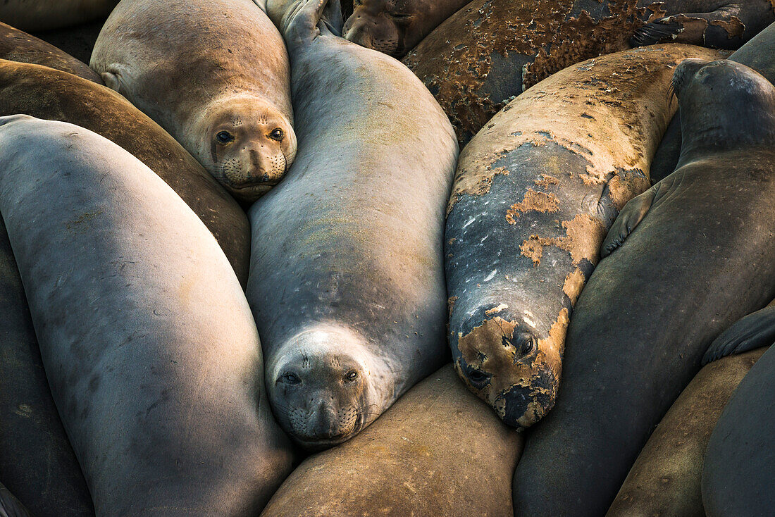 Nördliche Seeelefanten in der Piedras Blancas Elefantenhöhle, San Simeon, Kalifornien, USA