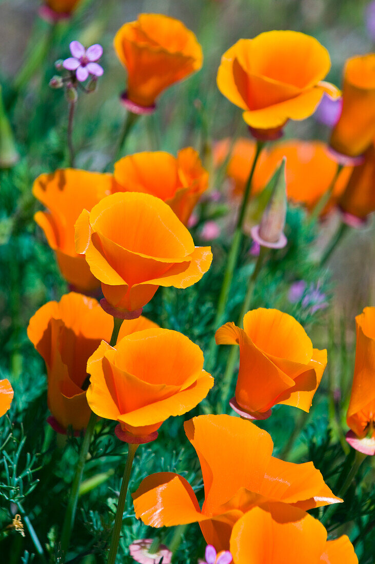 California Poppies (Eschscholzia californica) Antelope Valley, California, USA