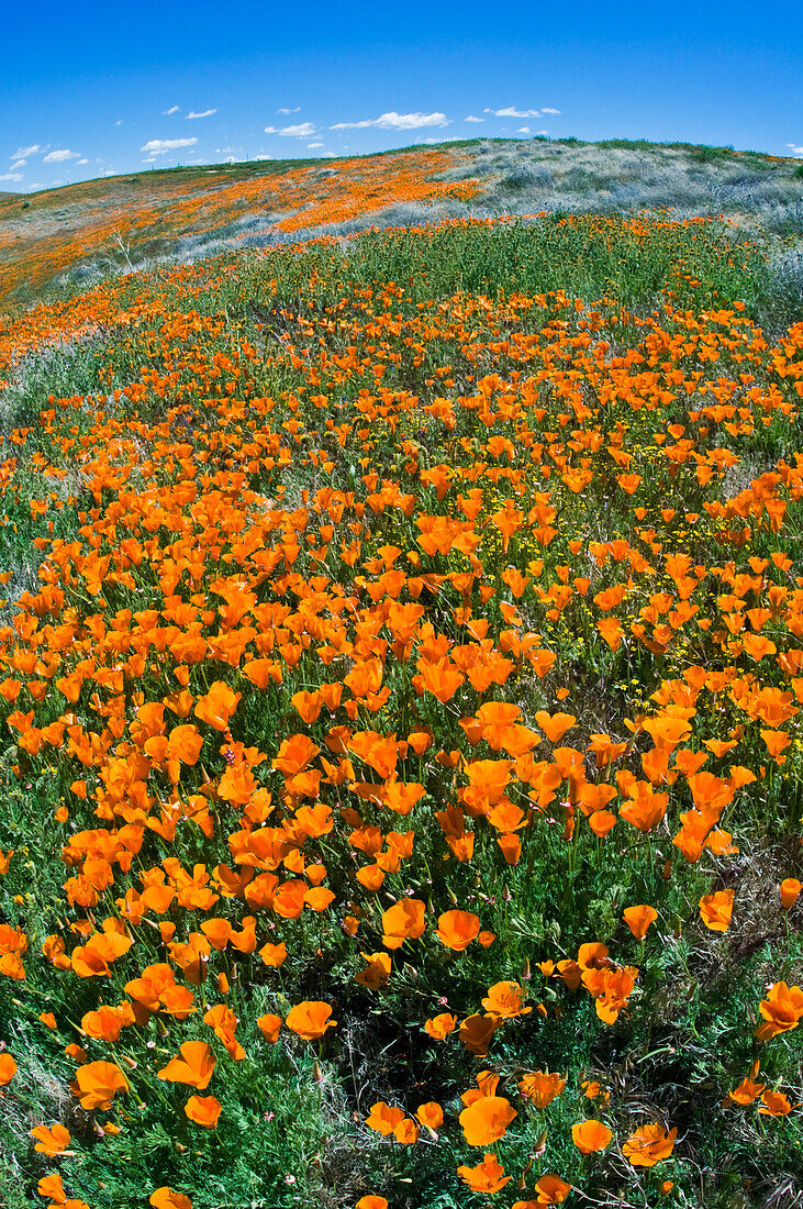 California Poppies (Eschscholzia californica) Antelope Valley, California, USA