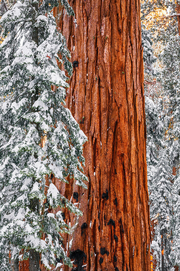 Riesenmammutbaum im Congress Grove im Winter, Giant Forest, Sequoia National Park, Kalifornien, USA.