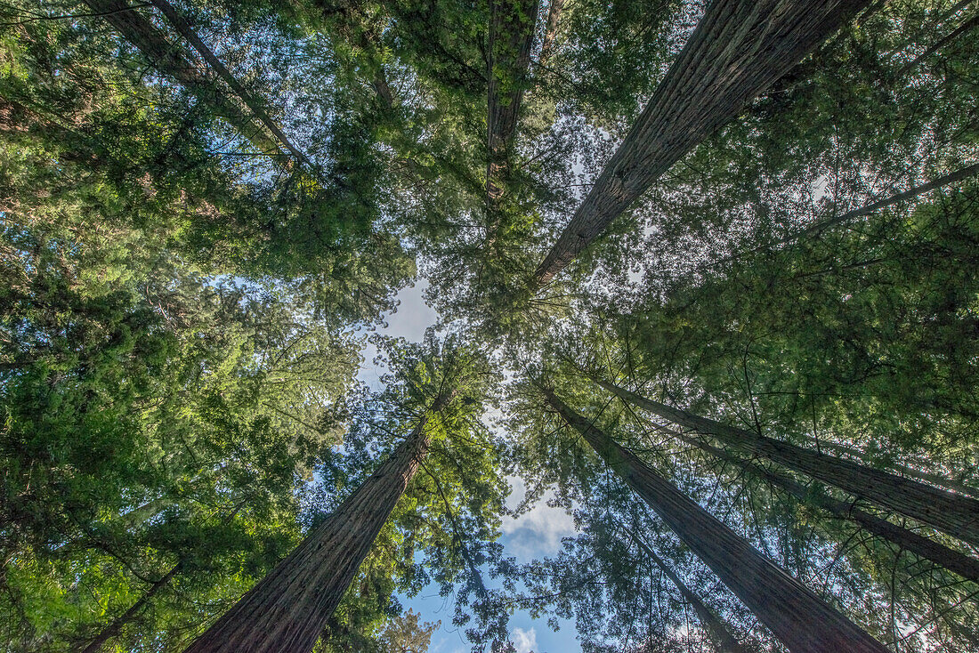 California, Humboldt Redwoods State Park, Bernard Willet and Mary Willet Grove, Coast Redwood Trees (Sequoia sempervirens)