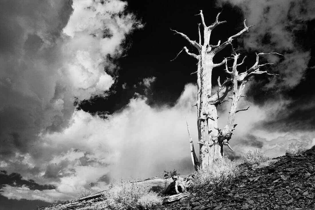 USA, California, White Mountains. Bristlecone pine tree in black and white