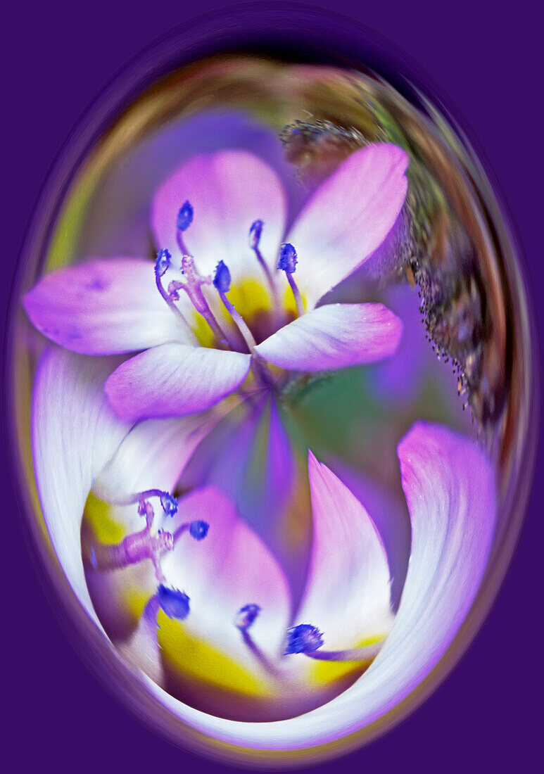USA, Kalifornien, Owens Valley. Breitblättrige Gilia Blume abstrakt