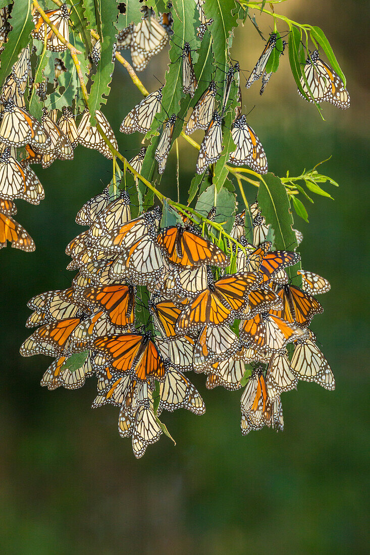 USA, Kalifornien, Landkreis San Luis Obispo. Monarchfalter in einer Überwinterungsansammlung