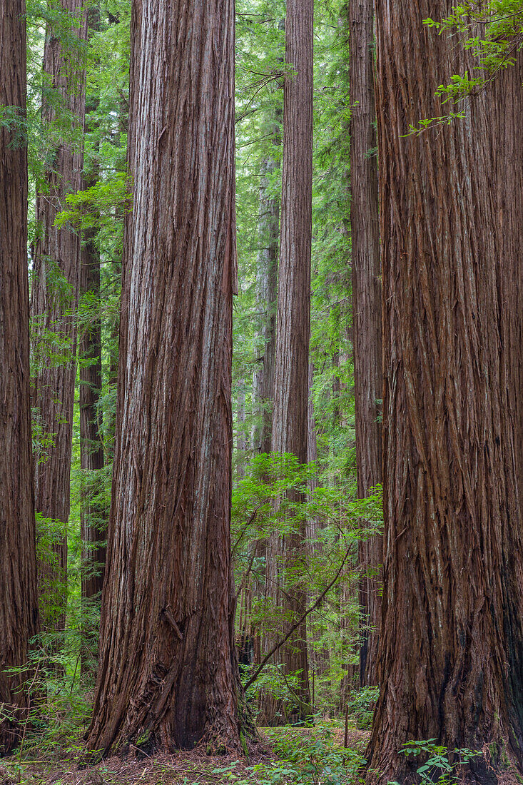 USA, California, Humboldt Redwoods State Park. Redwood tree scenic