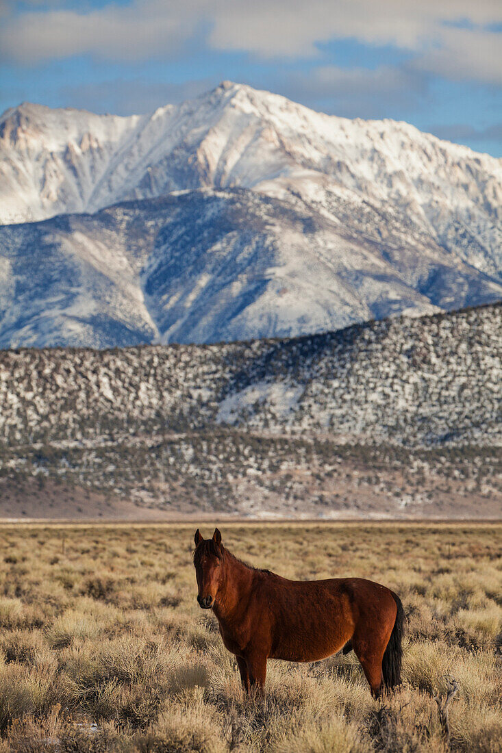 USA, Kalifornien. Weiße Berge und wilder Mustang im Adobe Valley