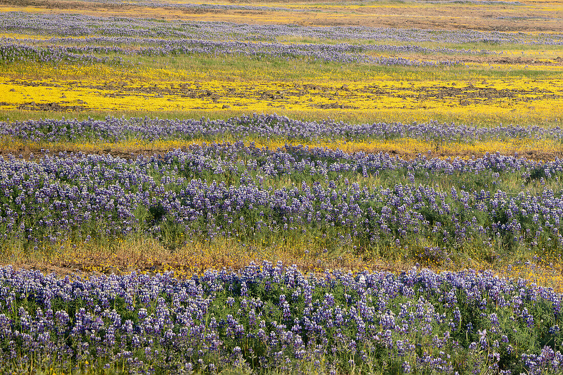 USA, California, North Table Mountain. Field of wildflowers.