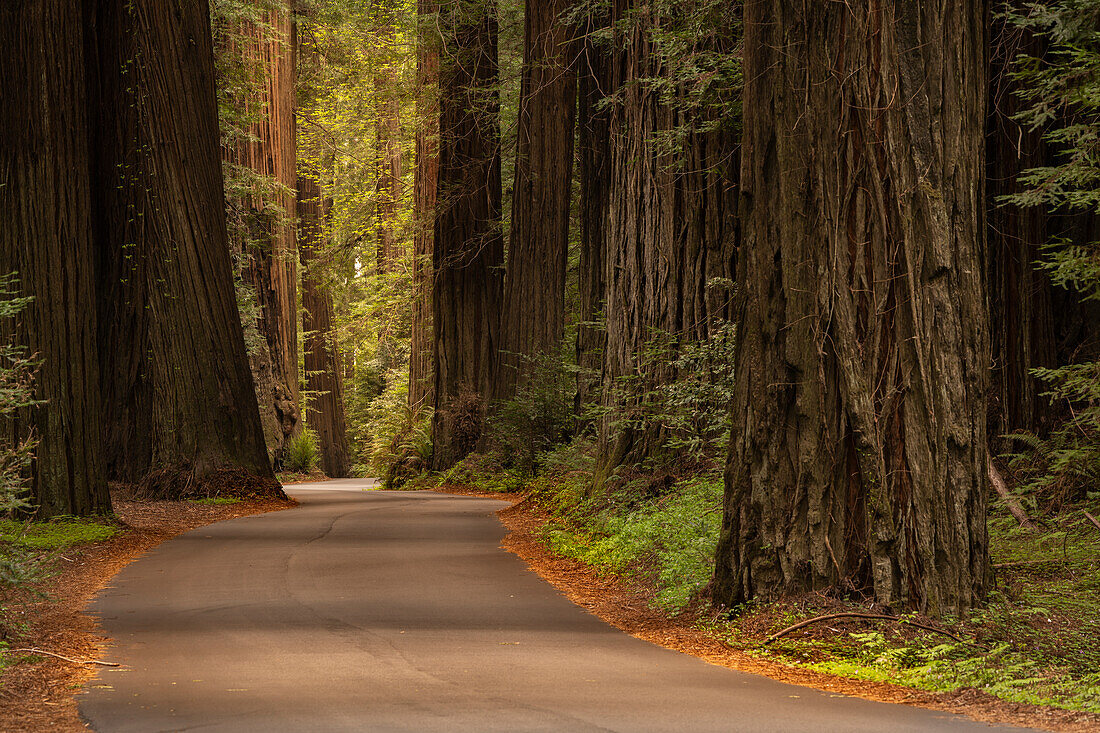 USA, Kalifornien, Humboldt Redwoods State Park. Straße durch die Redwoods des Parks.