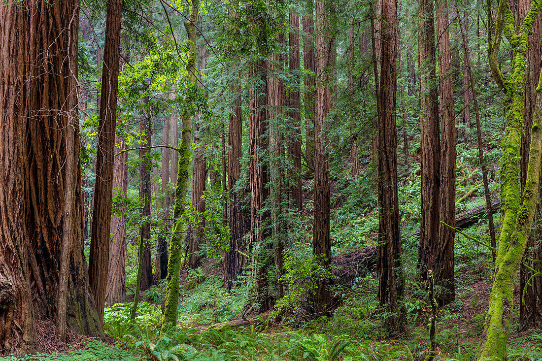 Ausgereifter Mammutbaumwald im Muir Woods National Monument in Mill Valley, Kalifornien, USA (Großformate verfügbar)