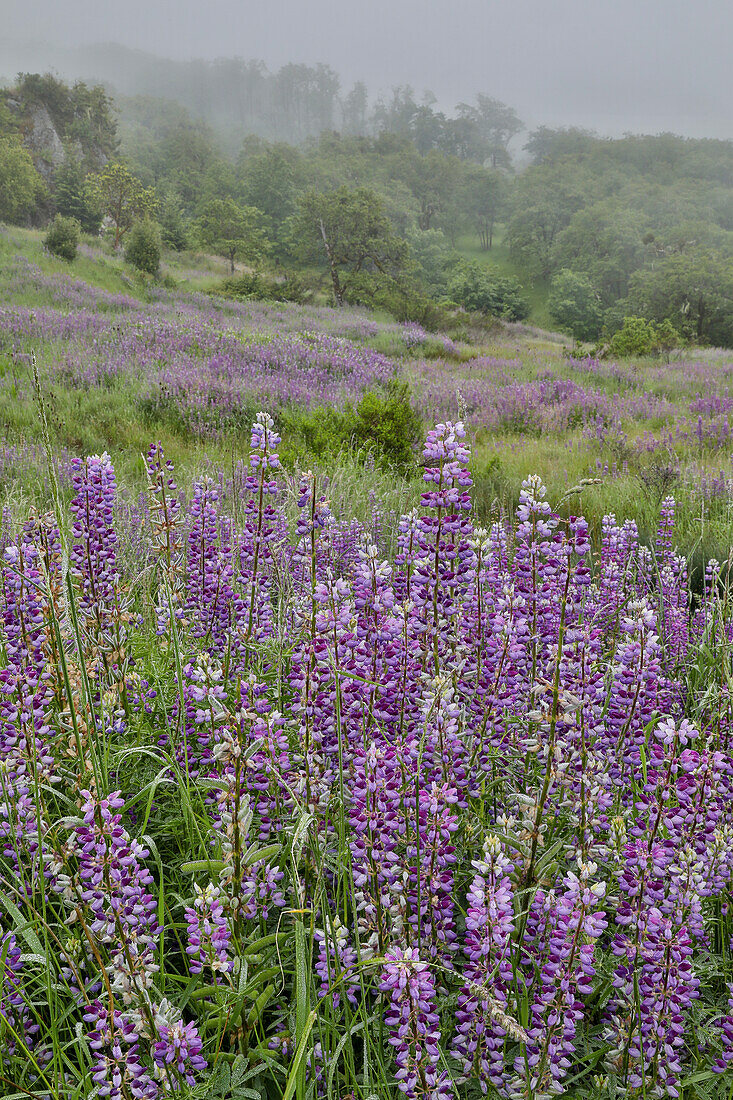 Lupine und Eichen im Nebel Bald Hills, Redwoods-Nationalpark, Kalifornien